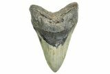 Fossil Megalodon Tooth - North Carolina #365977-1
